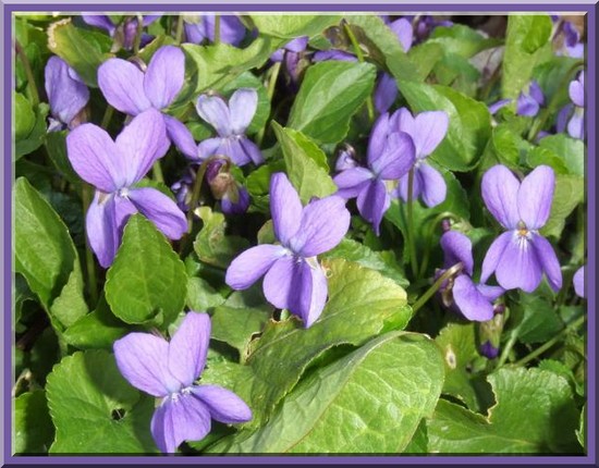 UNE PLANTE AROMATIQUE LA VIOLETTE Violet10