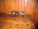 Rat qui s'épile 20062014