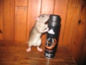 Rat qui s'épile 20062017