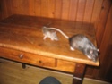 Rat qui s'épile 20062018