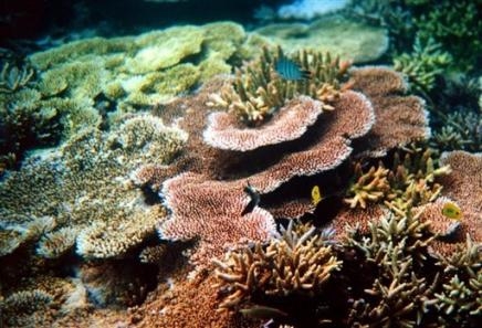 les recifs coraliens menaces de disparition 18894310