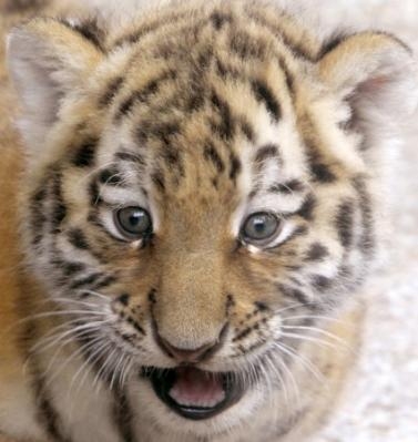 Bauer a sauvé la vie d'un bébé tigre 32876210