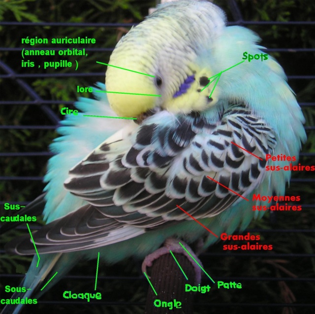 Anatomie d'une Perruche Tyy-10