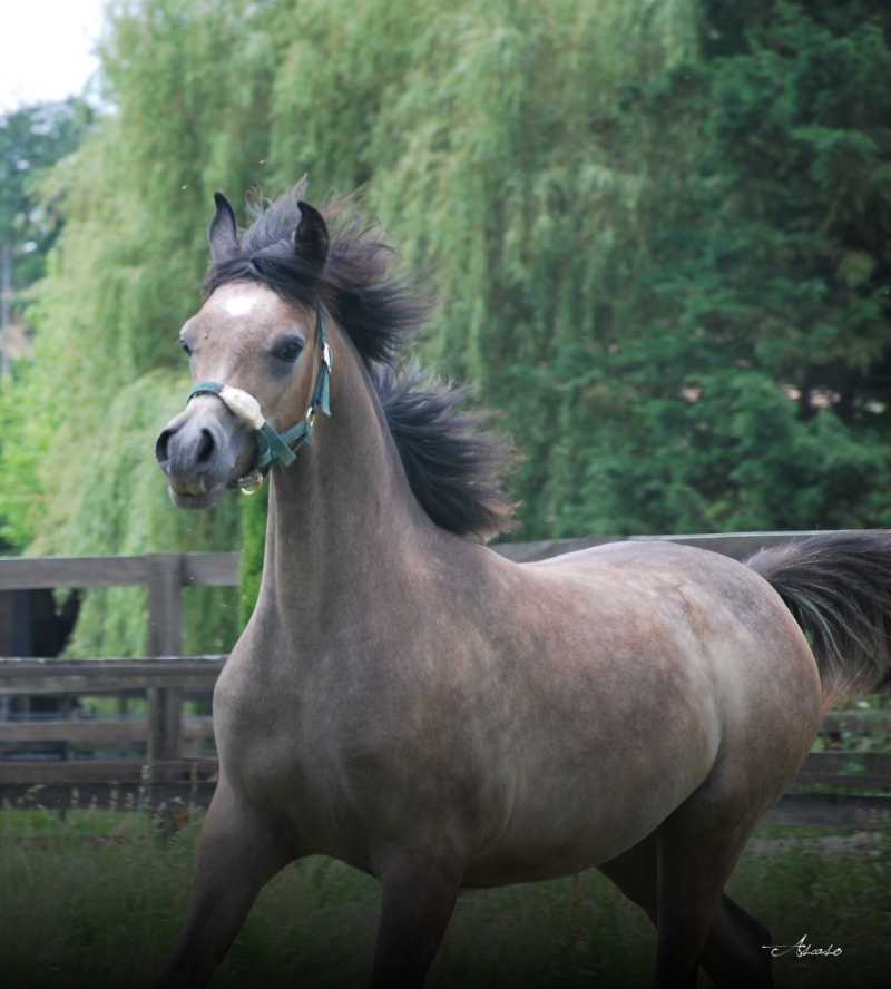 Tchaata D'Aria ( Aryan el Thessa X ASH Donatella ) Dsc_0010