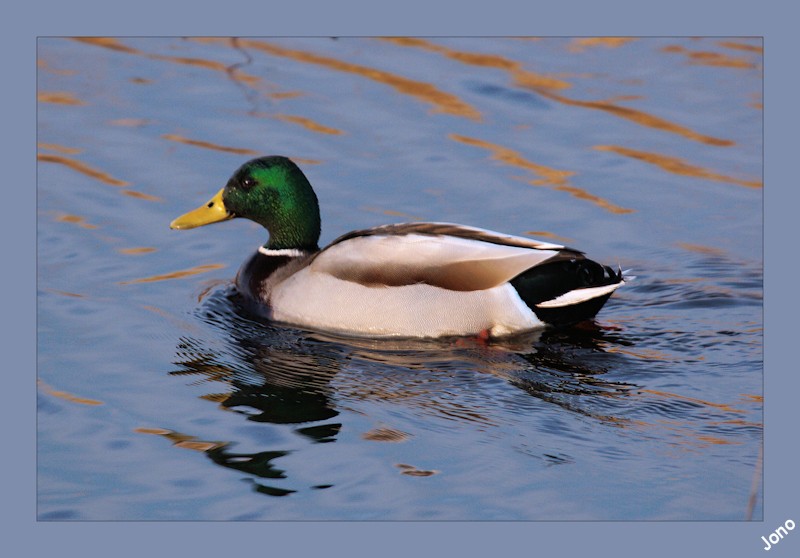 Farlington Duck. Img_6613