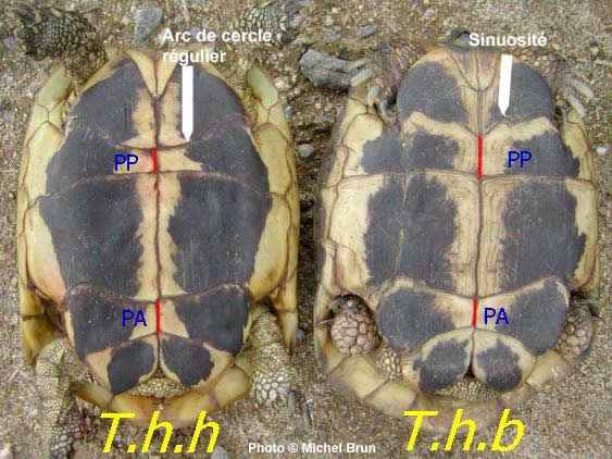 testudo hermanni / boettgeri Diff_r10