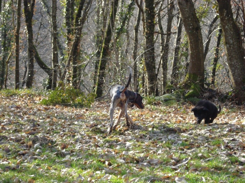 73 - GREG Bleu de Gascogne de 3 ans venant du 13 Chiens12