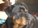 mon rott Cimg0610