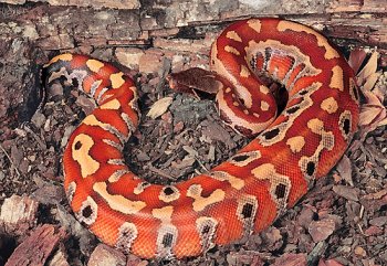 Photos des differentes especes asiatiques Python10