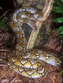 Photos des differentes especes asiatiques Python11