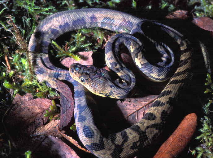 Photos des differentes especes asiatiques Python14
