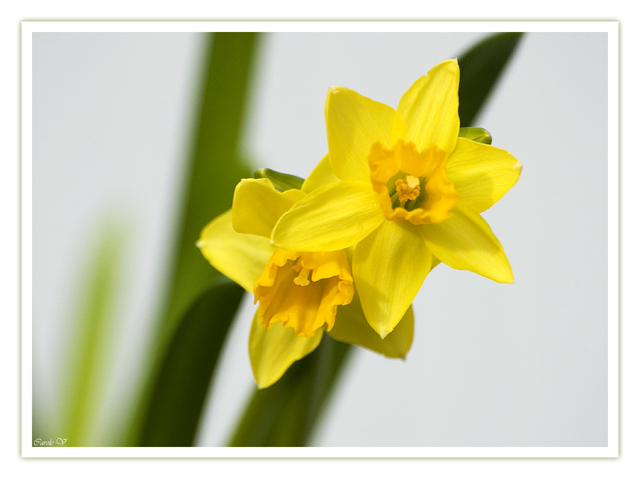 Narcisse Narcis10