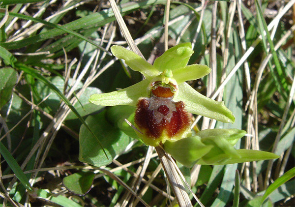 Ophrys araneola precoce Ara10