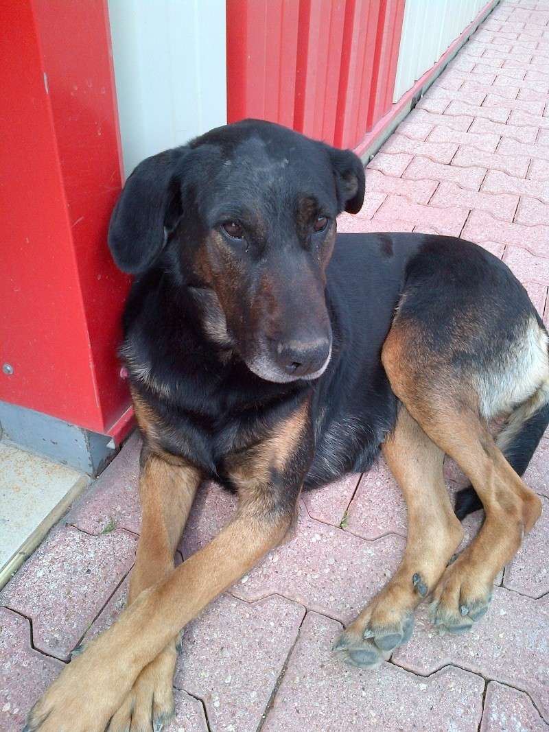 Cannelle, femelle beauceron 4/5 ans urgent avant fourrière [94] Img-2011