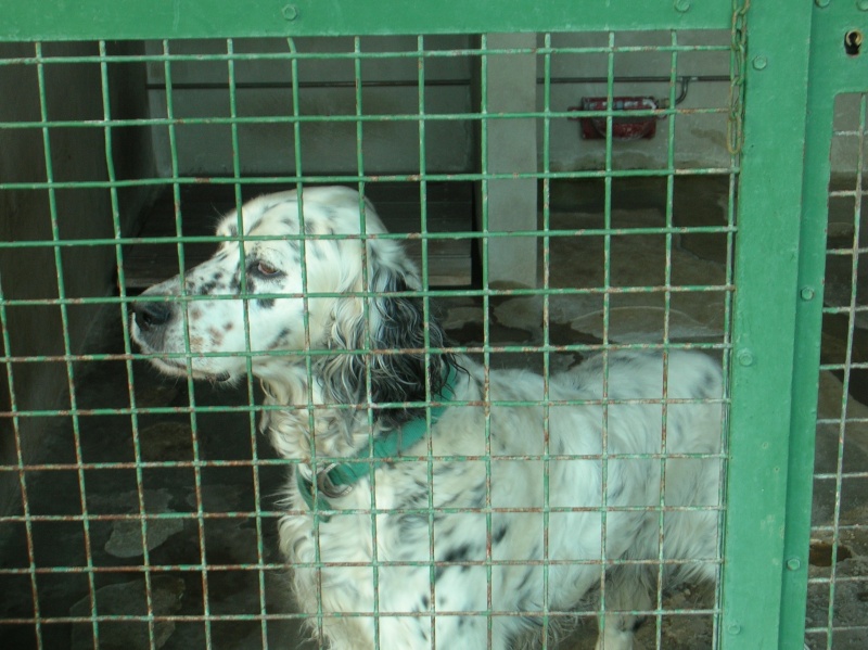 SCOUT beau setter anglais male 6 ans BOUCHES DU RHONE 21_jan10