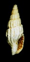 [résolu]Coquillage de Léognan, Circulus miobicarinatus (SACCO, 1896) Leog-015