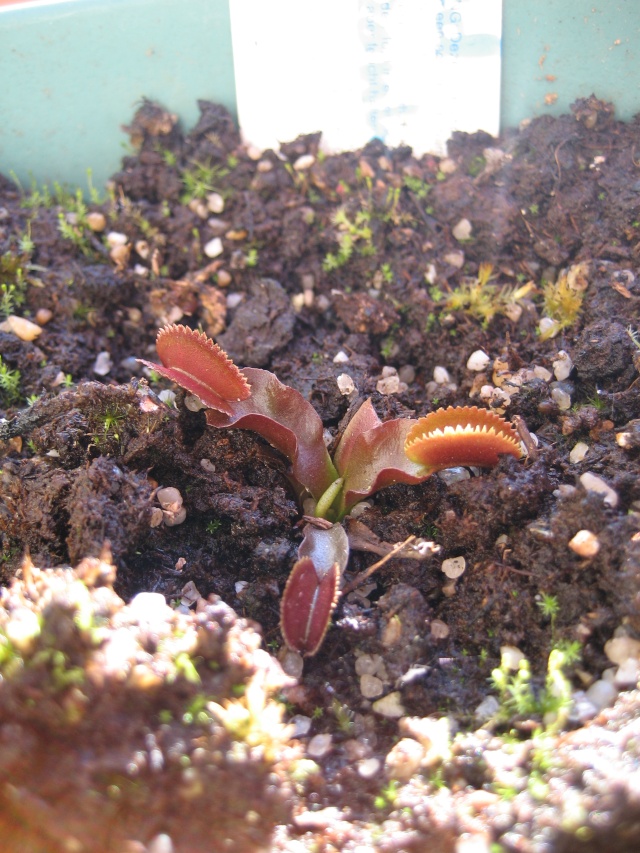 dionées dimanche 9 fevrier Plante38