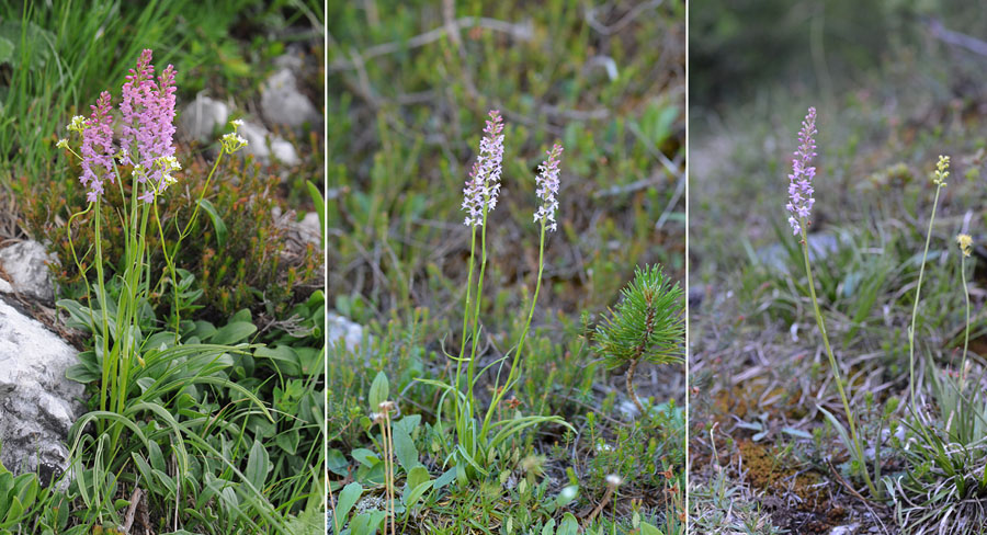 Virée dans les Alpes italiennes, du Piémont aux Dolomites Dsc_0330