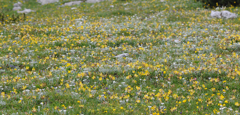 Quelques nigritelles d'Autriche et des Dolomites Dsc_0415