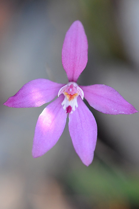 Quelques orchidées du Sud Ouest Australien Dsc_0425
