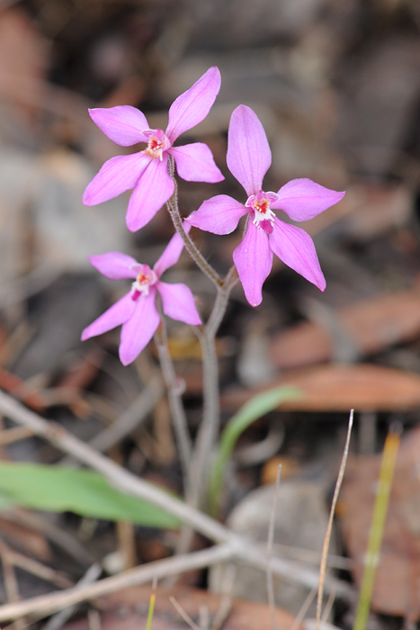 Quelques orchidées du Sud Ouest Australien Dsc_0810