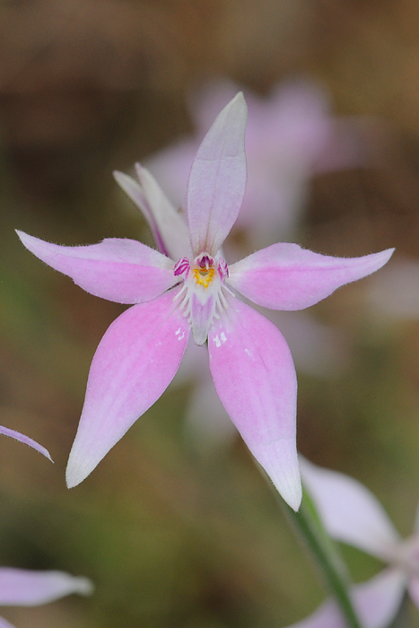 Quelques orchidées du Sud Ouest Australien Dsc_0912