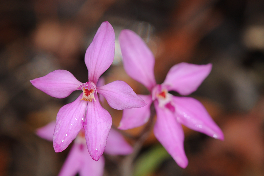 Quelques orchidées du Sud Ouest Australien Dsc_0914