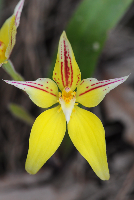 Quelques orchidées du Sud Ouest Australien Dsc_1113