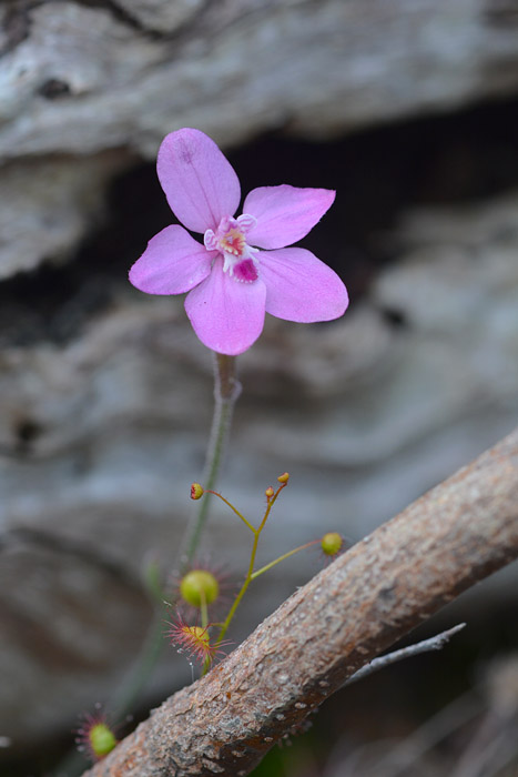 Quelques orchidées du Sud Ouest Australien Jlr_8010