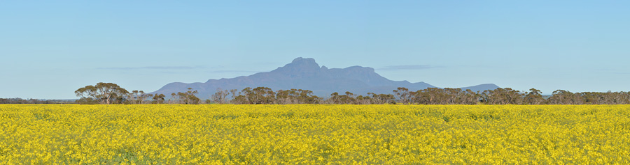 Quelques orchidées du Sud Ouest Australien - Page 4 Panora20