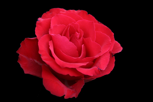 Roses rouge Roses_11