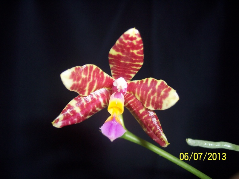 Phalaenopsis Spica 100_9714