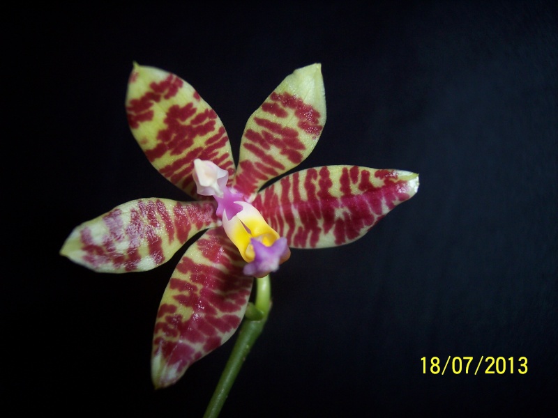 Phalaenopsis Spica 100_9921