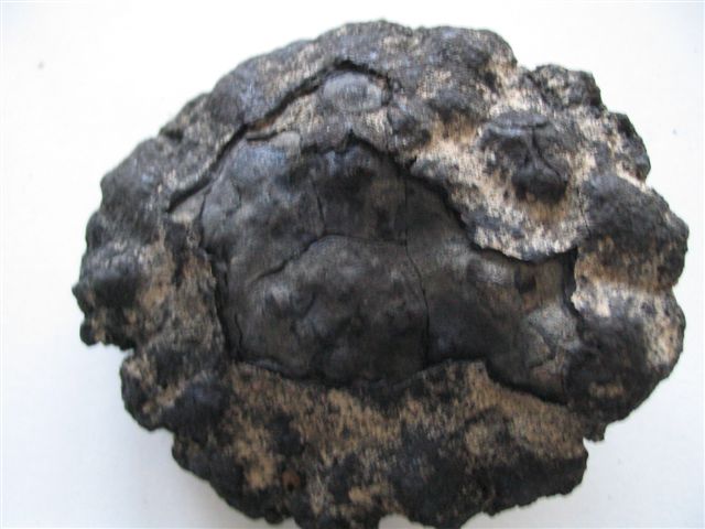 Nodule Polymetallique Nodule11