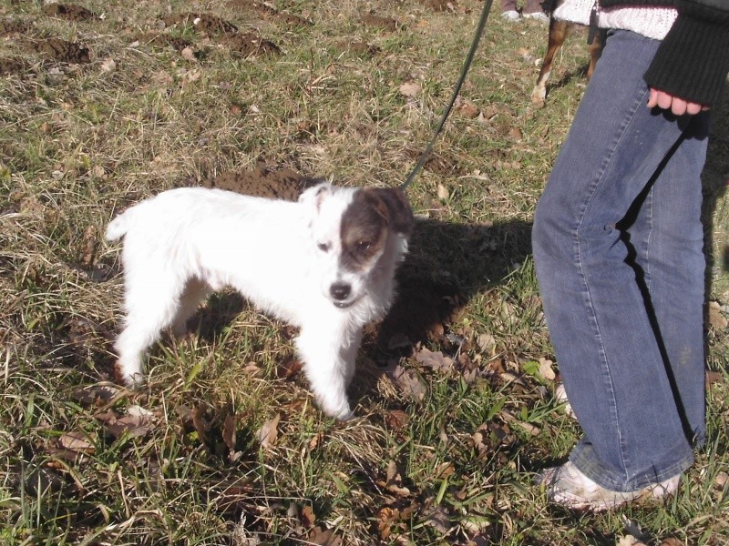 Canaille - x shih tzu/ jack russel - Page 11 Dcfc0011