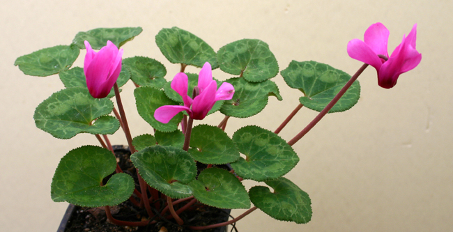 Cyclamen persicum Img_1215