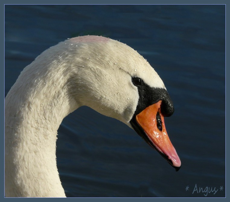 Il suffira d'un cygne...(rajout d'une photo) Cygne_10