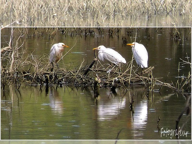 reflexion Fotogr10