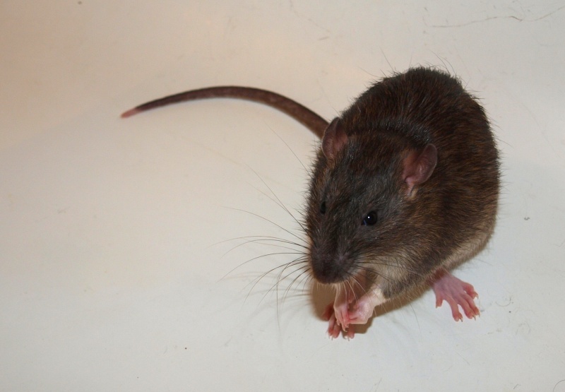 Rat semi-sauvage & reproduction Cowboy11