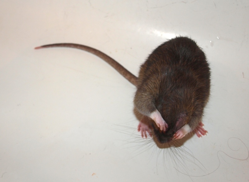 Rat semi-sauvage & reproduction Cowboy12