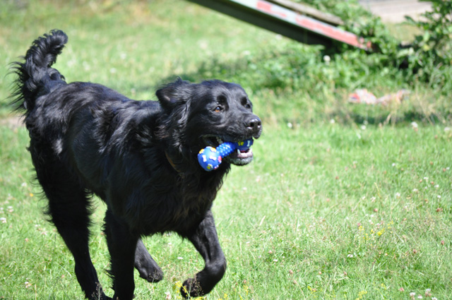 SNIPER (croisé labrador noir) - Page 4 Dsc_0061