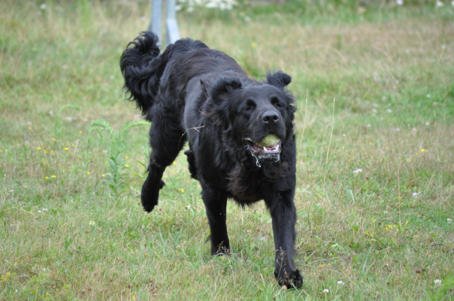 SNIPER (croisé labrador noir) - Page 4 Dsc_0415