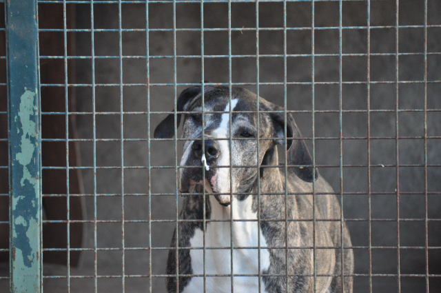 DOUGLAS (croisé dogue Allemand) - Page 5 Dsc_0555