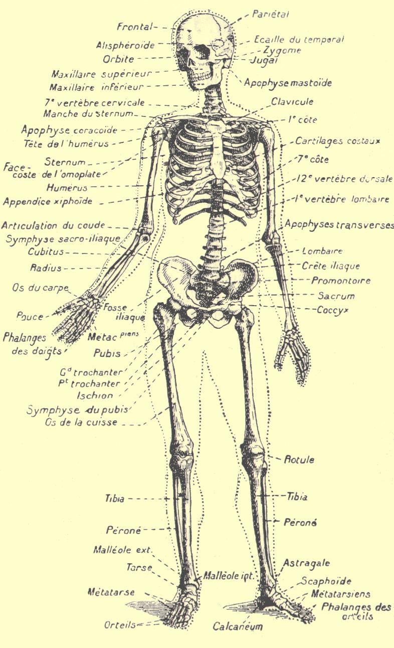 Le squelette humain - le nom des os Squele10