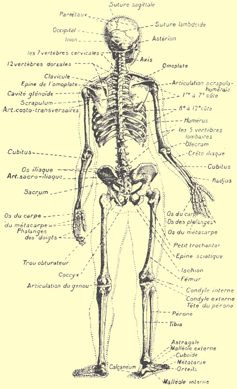 Le squelette humain - le nom des os Squele11