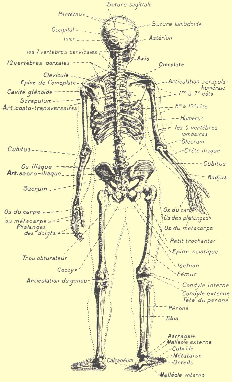 Le Squelette Humain Le Nom Des Os