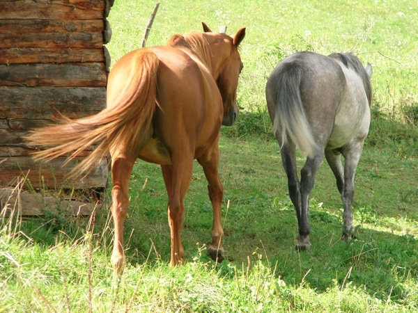 Nos Chevaux Que L'on Aime Plus Que Tout... <3 P1170710