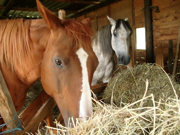 Nos Chevaux Que L'on Aime Plus Que Tout... <3 P1170715