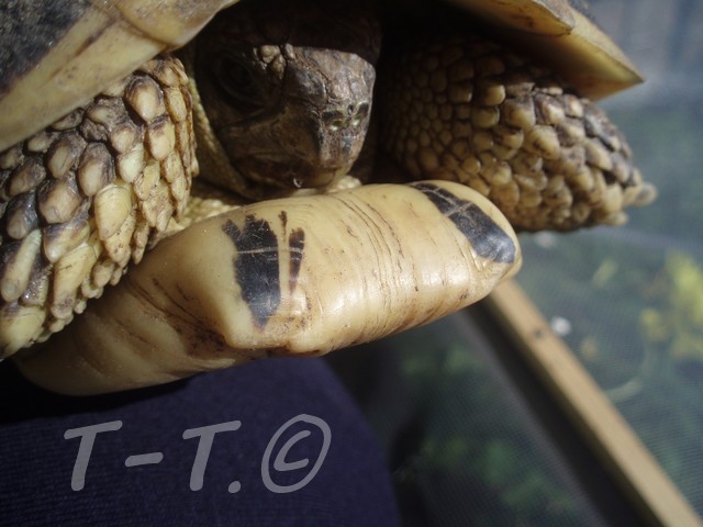 Petite tortue à identifier P2220819