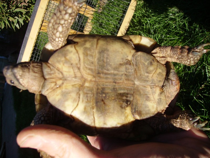 Identifier mes deux tortues svp Pict0314